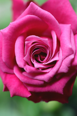 rosebush. green leaf texture. nature floral background. Organic botanical beauty macro closeup.の写真素材