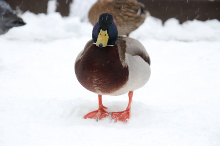 Duck stands in the snow with a questioning grimaceの写真素材