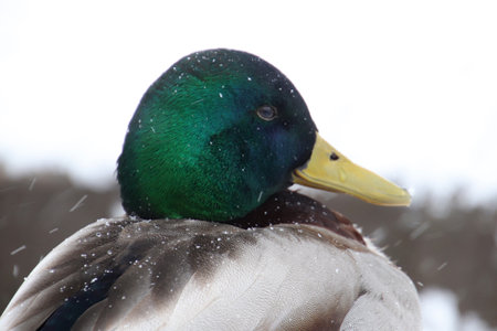 The duck poses for the camera, stunning its natural beautyの写真素材