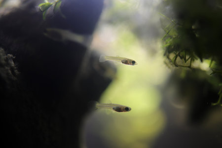 little guppies. small fishes. macro closeup.の写真素材