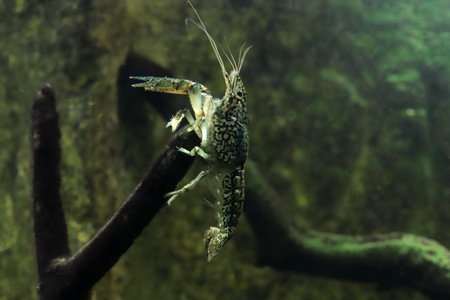 Marble crayfish climbed on a snag and poses for the cameraの写真素材