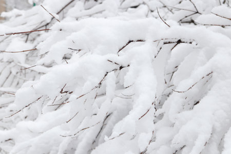 Snow lies in a thick snowdrift on the branches of a winter park. snowy background.