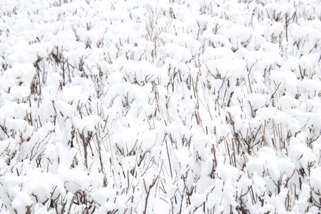 Thick layer of snow on the surface of dry trimmed bushesの写真素材
