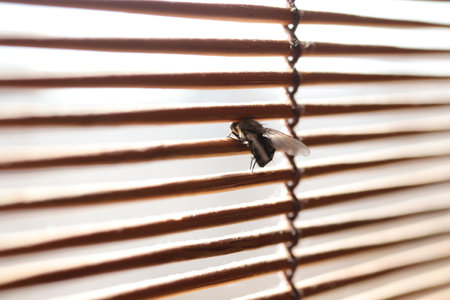 A fly looks out the window through the blinds. Macro closeup.の写真素材
