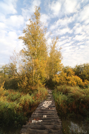 Path to the edge of birch trees and forest. Nature background.の写真素材