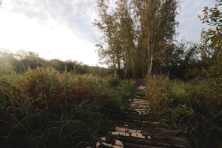 Path from birch logs to the edge of birch trees and forest.の写真素材