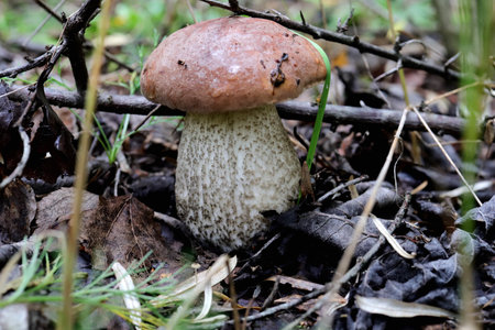 Small black boletus mushroom on a background. Nature forest landscape.