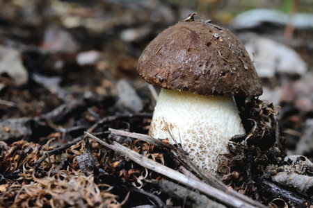 Small brown boletus mushroom on a background of forest land with grass and leavesの写真素材