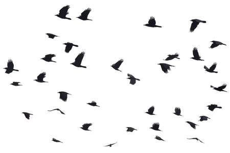 Silhouettes of Crows Flying at the White Backgroundの写真素材