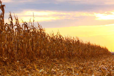 Corn Field is ready for Harvesting at the Light Summer Eveningの写真素材