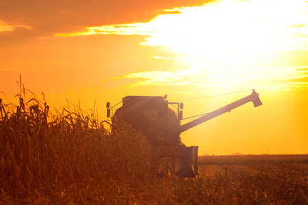 The Combine Operator Getting the Harvest of Corn on the Field of Corn at the Sunset on a Summer Eveningの写真素材