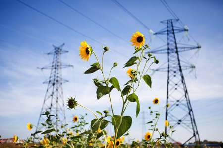 Landscape of Power Line of the Electric Wires and Sunflower at the Blue Skyの写真素材