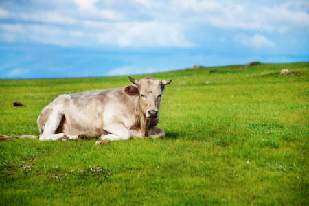 Healthy Beautiful Cow Graze on the Shore of Lake Baikal in a Beautiful Sunny Summer Day against the Background of a Wonderful Blue Cloudy Skyの写真素材