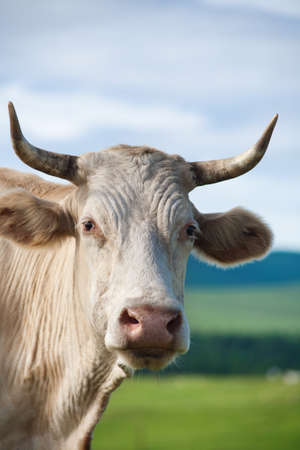 Portrait of Healthy Beautiful Cow Grazes  in a Beautiful Sunny Summer Day against the Background of a Wonderful Blue Skyの写真素材