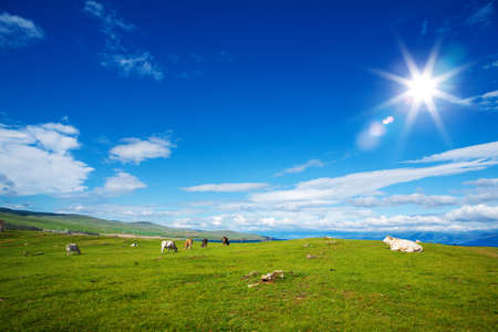 Idyllic Landscape of Alpine Pasture with Grazing Cows on a Bright Sunny Day against a Bright Blue Background with Clouds of Skyの写真素材