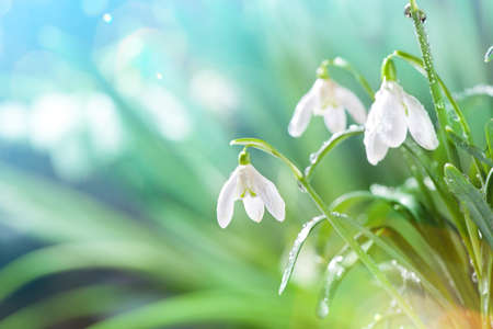 Spring Snowdrop Flowers with Water Drops in Spring Forest on Background of  Sun and Blurred Bokeh Lights. Copy Space for your textの写真素材