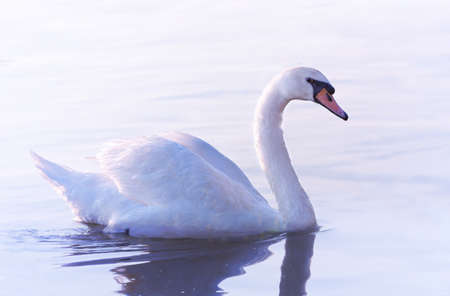 Tender White Swan is Swimming on the calm river Danube in Belgrade. Rays of the rising sun color the...