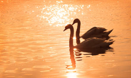 Silhouettes of Two Swans are Swimming on the Red Water on the calm river Danube in Belgrade. Rays of the rising sun playing on the Water Surface.の写真素材