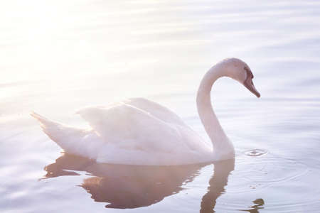 Tender White Swan is Swimming on the calm river Danube in Belgrade. Rays of the rising sun color the feathers of the swan in pink and blue tones.の写真素材