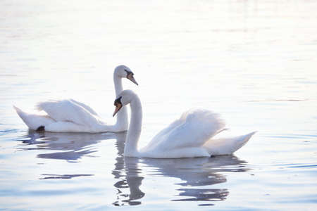 Tender White Swans are Swimming on the calm river Danube in Belgrade. Rays of the rising sun color the feathers of the swan in pink and blue tones.の写真素材