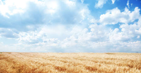 Wonderful landscape of a golden wheat field and a blue sky