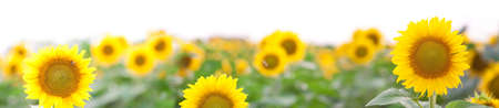 Wonderful Panorama of  landscape of a golden Sunflowerfield and a blue sky