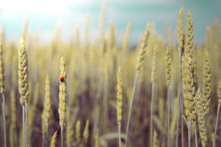 Ladybug on a wheat colored realistic imageの写真素材