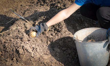 A potatoes harvesting at the farm naturalistic colouredの写真素材