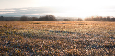 morning frost on the grass in a fieldの写真素材