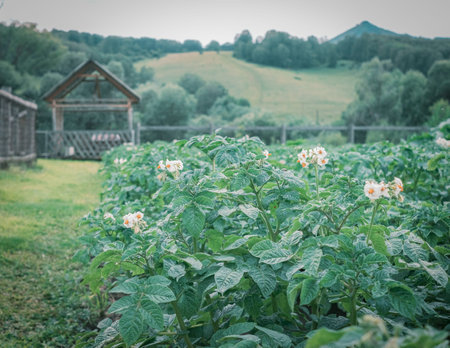 A potato flowers in the garden colored naturalisticの写真素材