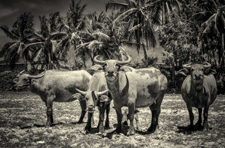 A landscape with four buffaloes standing close-upの写真素材