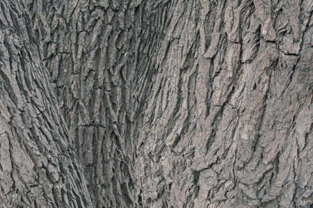 A tree bark background with three treesの写真素材