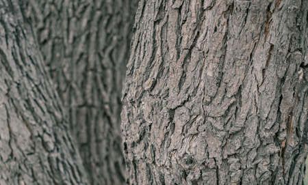 A tree bark background with three trees