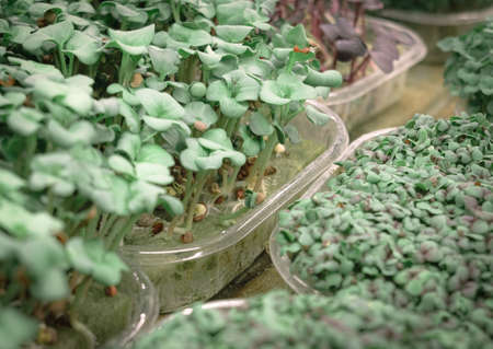 Greens in a greenhouse grown by hydroponics methodの写真素材