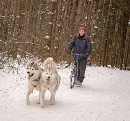 06th of January 2020, Russia, Moscow region, dog team with bikeのeditorial素材