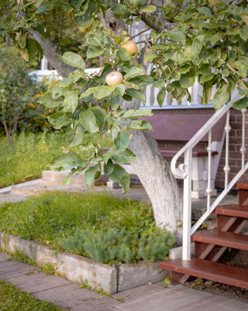 Apples on the tree in the gardenの写真素材