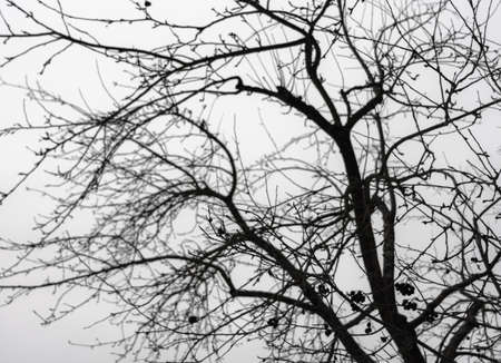 The tree branches on the sky backroundの写真素材