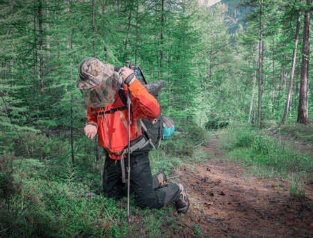 30th of July 2018, Russia, Kodar mountain region, traveler picks berriesのeditorial素材
