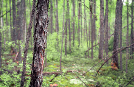 The landscape with forest in Kodar mountain region of Russia