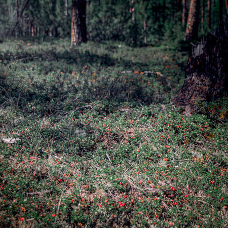 The landscape with cowberry in the forestの写真素材