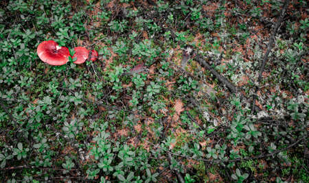 Still life with mushrooms in the forestの写真素材