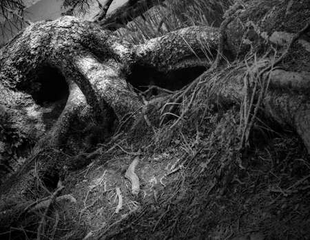 Abstract black and white photo of treesの写真素材