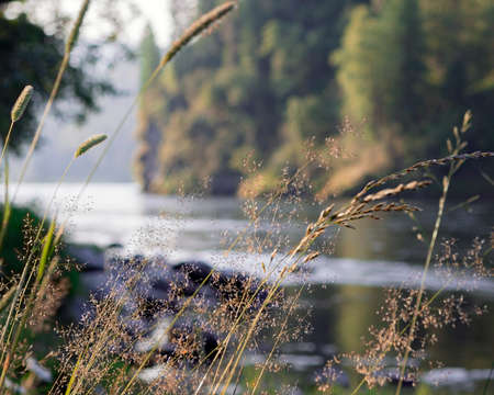 The landscape with wild grass on foreground and river on the backgroundの写真素材
