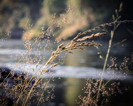 The landscape with wild grass on foreground and river on the backgroundの写真素材