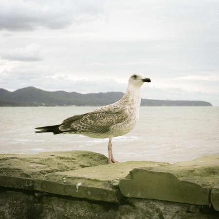 The portrait of sea gull on the sea backgroundの写真素材