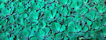 A background of green leaves of grossの写真素材