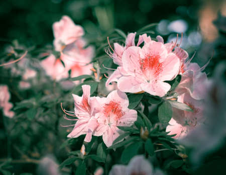 A pink flowers of azalea rhododendron close-upの写真素材