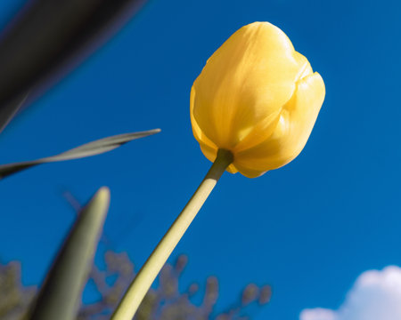 An yellow tulip on the background of blue skyの写真素材