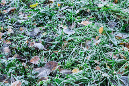 Frozen leaves on the icy grassの写真素材
