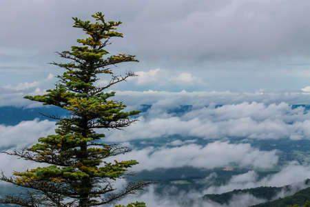 Pine tree overlooking cloudy Shenandoah Valley in Virginia, USAの写真素材